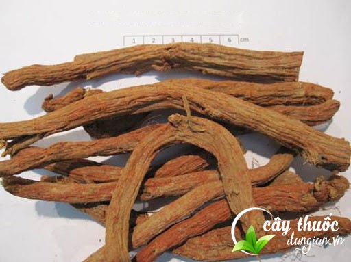 Bài thuốc chữa chứng mất kinh từ đan sâm